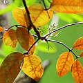 Xylocarpus moluccensis (Cedar Mangrove)<br />EOS6D + EF400 F5.6L